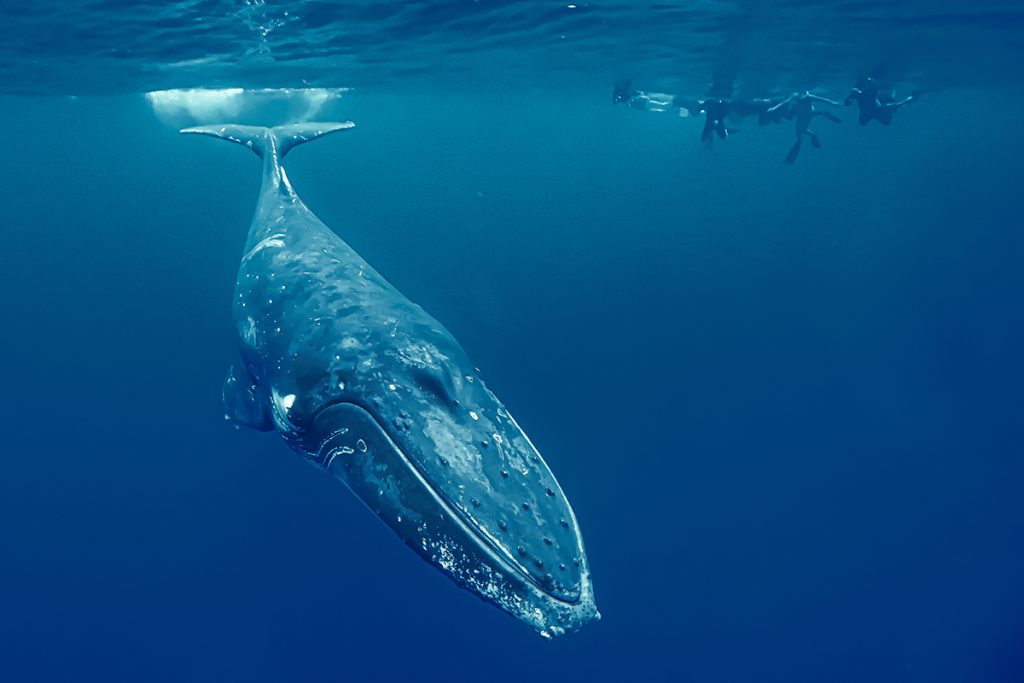 Whale diving in the water