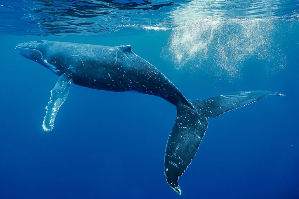Humpback whale in Moorean waters